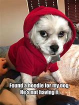 Image result for Jotchua Dog Meme