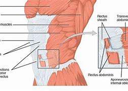 Image result for Abdominal Internal Oblique Muscle