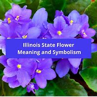Image result for Illinois State Flower