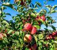Image result for Apple Orchard Hill