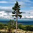 Image result for World's Oldest Tree