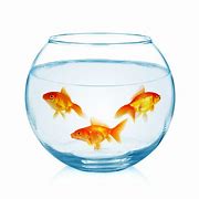 Image result for Fishbowl