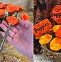 Image result for Unique Letter Openers