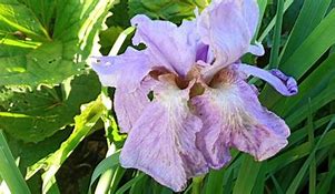 Image result for Iris sibirica Imperial Opal