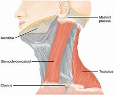 Image result for Accessory Nerve Function