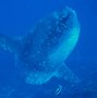 Image result for mola