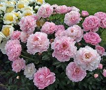 Image result for Paeonia lactiflora The Fawn