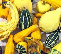 Image result for Common Squash Types