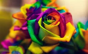 Image result for Colourful Rose Wallpaper