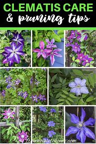 Image result for Clematis Care
