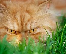 Image result for Angry Cat Lady