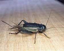 Image result for Fall Field Cricket