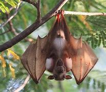 Image result for Philippine Fruit Bat