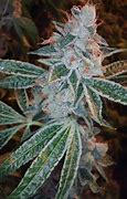 Image result for Fire OG Lemon Kush