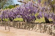 Image result for Down Growing Green Perennial Vines