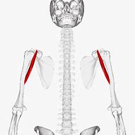 Image result for Bat Muscle Anatomy