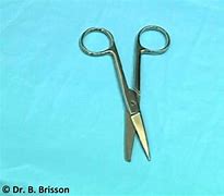Image result for Blunt End Scissors