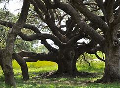 Image result for Large Tree Branch