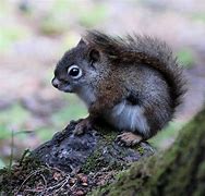 Image result for Animal Squirrel Baby