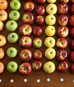 Image result for Which Typeof Fruit Is an Apple