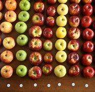 Image result for How Many Different Types of Apple's