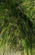 Image result for Carex Kyoto