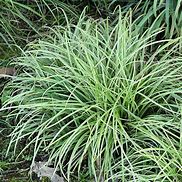 Bildergebnis für Carex Silver Sceptre