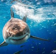 Image result for Great White Shark Surface Art