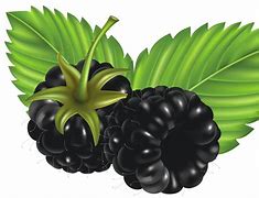 Image result for BlackBerry Bush Clip Art