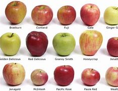 Image result for We Have a Lot of Apple's