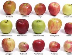 Image result for Apple Varieties by Region