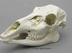 Image result for Doe Deer Skull