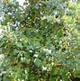 Image result for Grape Vine Climber