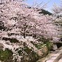 Image result for kyoto cherry blossom