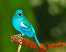 Image result for Cyan Feather Bird