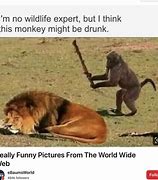 Image result for Fun Facts About Memes Clean