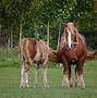 Image result for German Horse Breeds