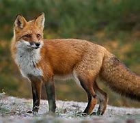 Image result for Forest Animals Fox
