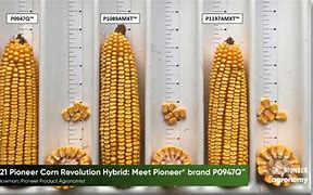 Image result for Brad Russell Seed Corn Pioneer Hybred