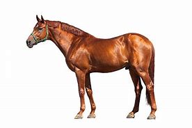 Image result for Tan Horse White Background