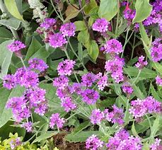 Verbena rigida Rosea 的图像结果