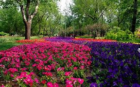 Image result for Early Summer Backgrounds