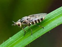 Image result for Chlorestes Trochilidae