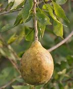 Image result for Golden Apple Tree Trinidad