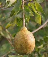 Image result for Caribbeangolden Apple Tree