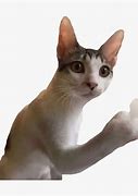 Image result for Cat Pointing Middle Finger