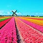 Image result for Tulip Fields in Spring in Netherlands