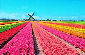 Image result for Rainbow Tulip Fields Netherlands