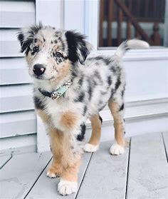 Australian shepherd Husky mix 🐶 - Petibble