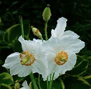 Image result for Meconopsis betonicifolia Alba